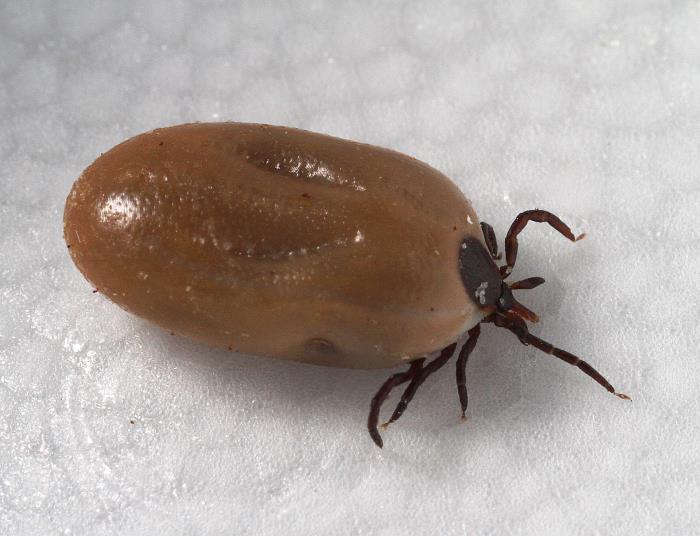 The Risk Of Lyme Disease In Bloomington
