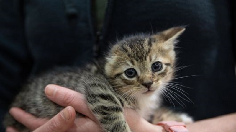 IndyHumane hosting kitten adoption event this weekend