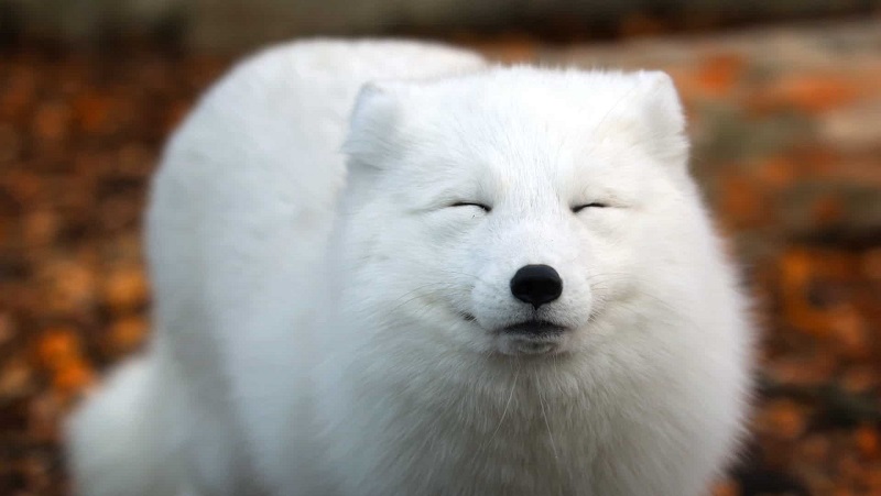 Animals at the Indianapolis Zoo receive additional attention during the winter