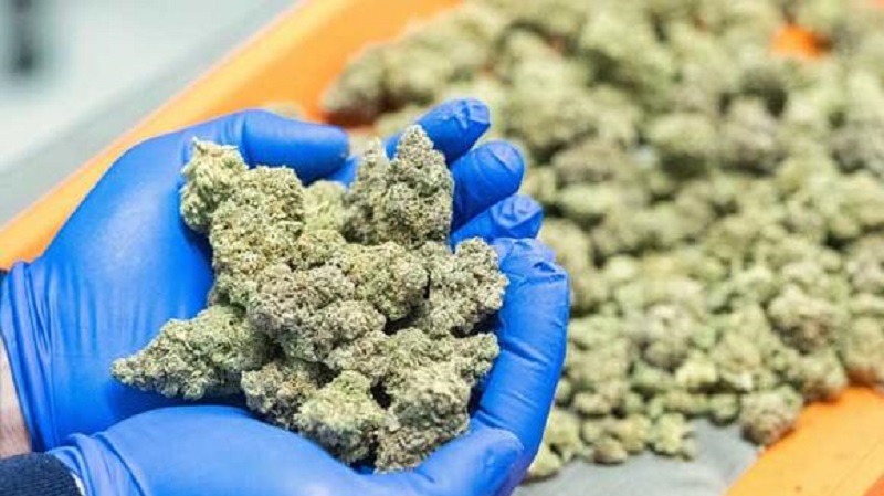 New law might raise Montana’s marijuana sales taxes