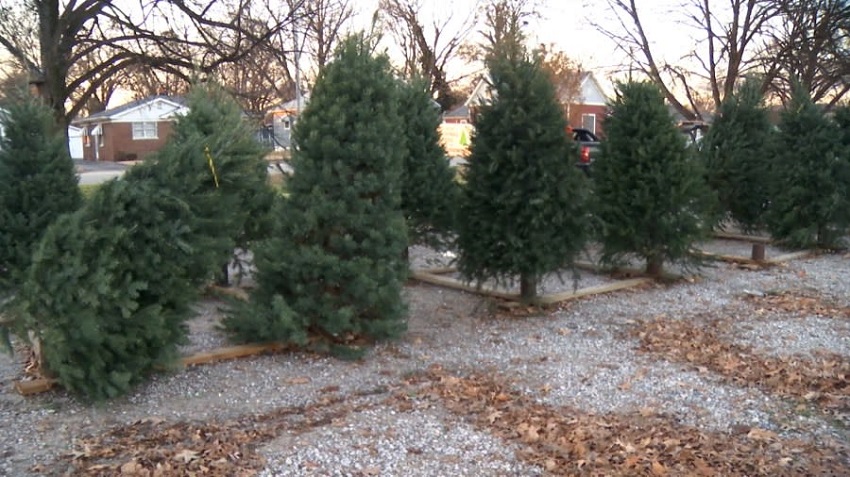 Evansville Offers Christmas Tree Disposal Service Through January 10